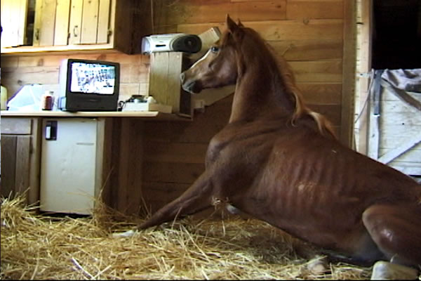 Bunny lying in the barn, watching a television screen playing the Anderson Sling instructional video.